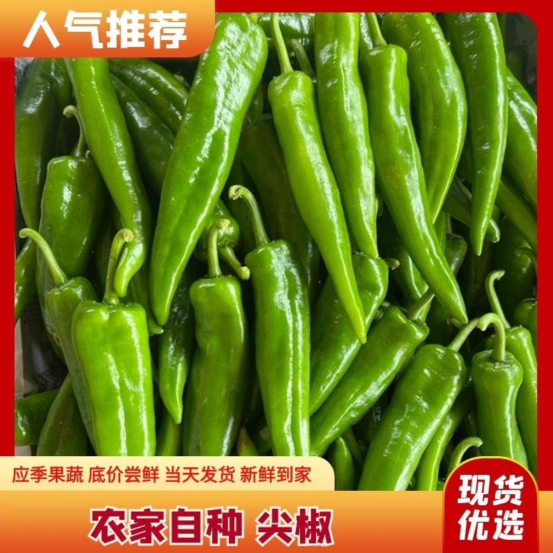 湛江鲜辣椒，青皮尖椒，，一手货源，诚信代办！