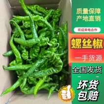 【优选】广西新苗精品辣椒螺丝椒大量上市包挑好辣椒装车