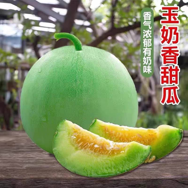 鼎牌玉奶香2号甜瓜种子，绿皮绿肉，香味浓郁，含糖度高耐涝