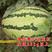 西农八号西瓜种子，花绿皮西瓜种子，易坐果，抗病强，耐重茬