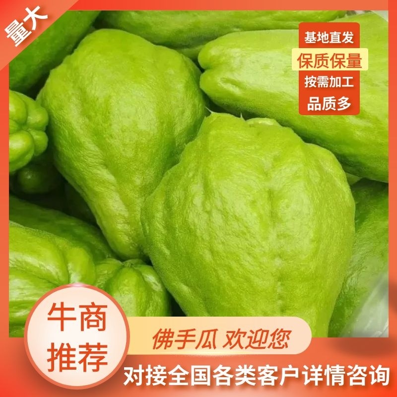 云南精品佛手瓜基地直发品质保证量大从优欢迎联系