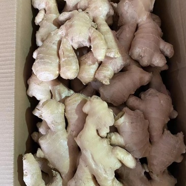 【优质】生姜大小黄姜老姜可视频看货诚信经营价格美丽