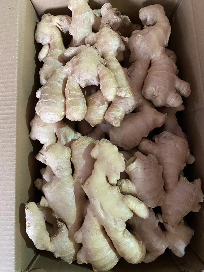 【优质】生姜大小黄姜老姜可视频看货诚信经营价格美丽