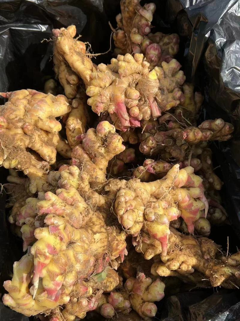 【优质】生姜大小黄姜老姜可视频看货诚信经营价格美丽