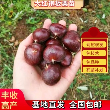 精品大红袍板栗苗基地直发一手货源品种纯产量高
