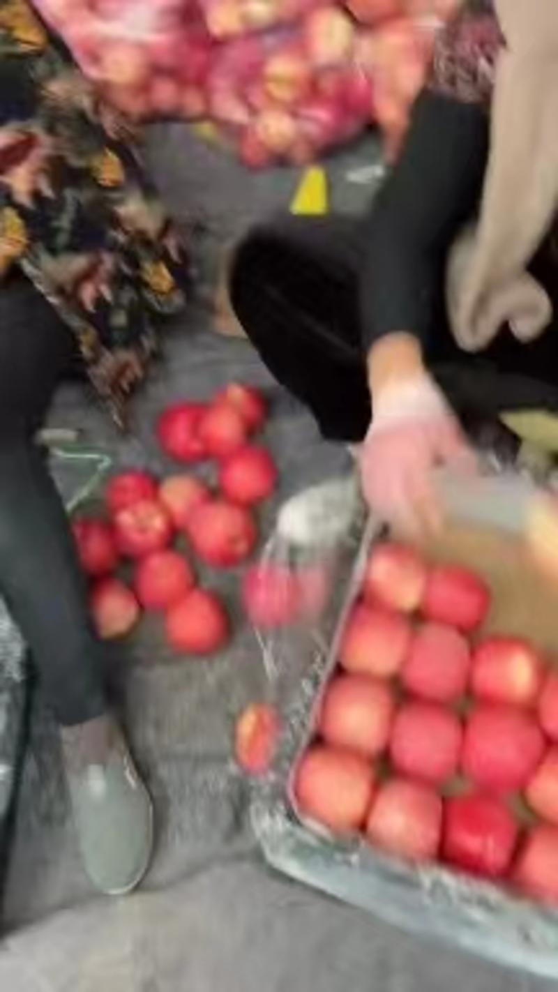 【好货】新疆红富士苹果阿克苏苹果大量现货可视频看货