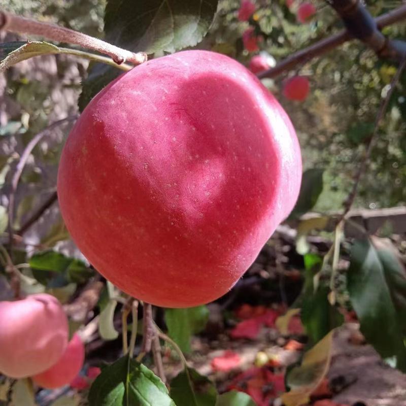【热卖中】山东红富士苹果大量现货可对接商超市场团购平台