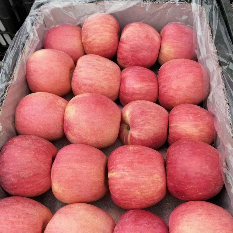 【热卖中】山东红富士苹果大量现货可对接商超市场团购平台