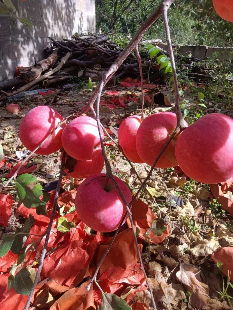 【大量现货】精品红富士苹果条红全红苹果可对接商超市场档口