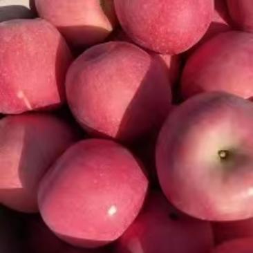 【大量现货】精品红富士苹果条红全红苹果可对接商超市场档口