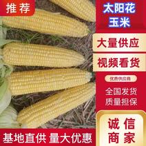 【精品】太阳花玉米大量现货供应价格一手货源欢迎合作