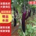 【精品】茄子广东长茄大量现货供应一手货源直发量大价优