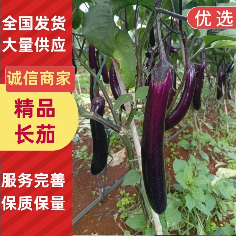 【精品】茄子广东长茄大量现货供应一手货源直发量大价优