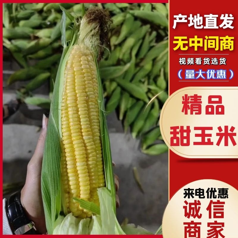 【精品】甜玉米金银玉米广东大量现货供应一手货源量大价优