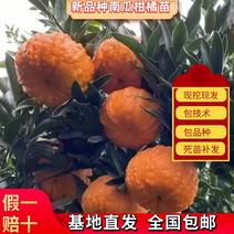 精品南瓜柑橘苗基地发货包品种包技术包成活全国发货下单