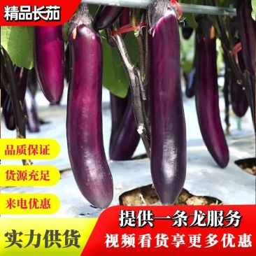 【精品】茄子广东长茄大量现货供应一手货源直发量大价优