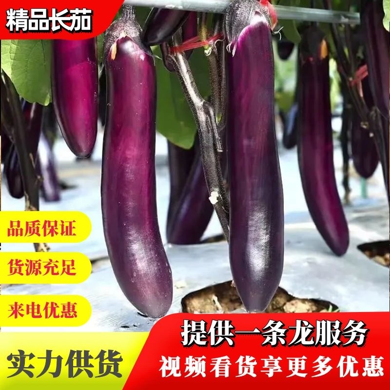 【精品】茄子广东长茄大量现货供应一手货源直发量大价优