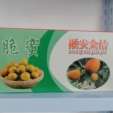 【包邮】广西脆蜜金桔礼盒装现摘现发品质保证三斤装欢迎下单