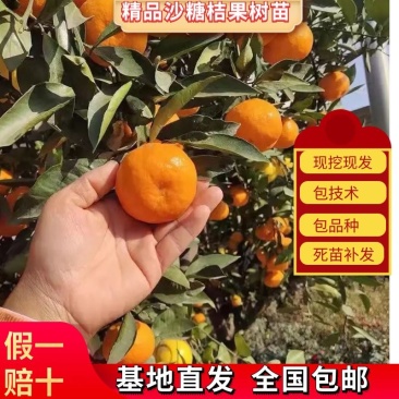 砂糖橘树苗，基地直发，假一赔十，保证品种质量成活签约合同