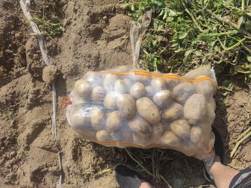 黄心土豆，大量现货，山东产地直发，质量保证，欢迎来电
