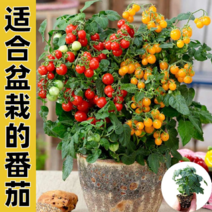 四季盆栽矮生番茄种樱桃小番茄种子西红柿种子四季阳台圣女果