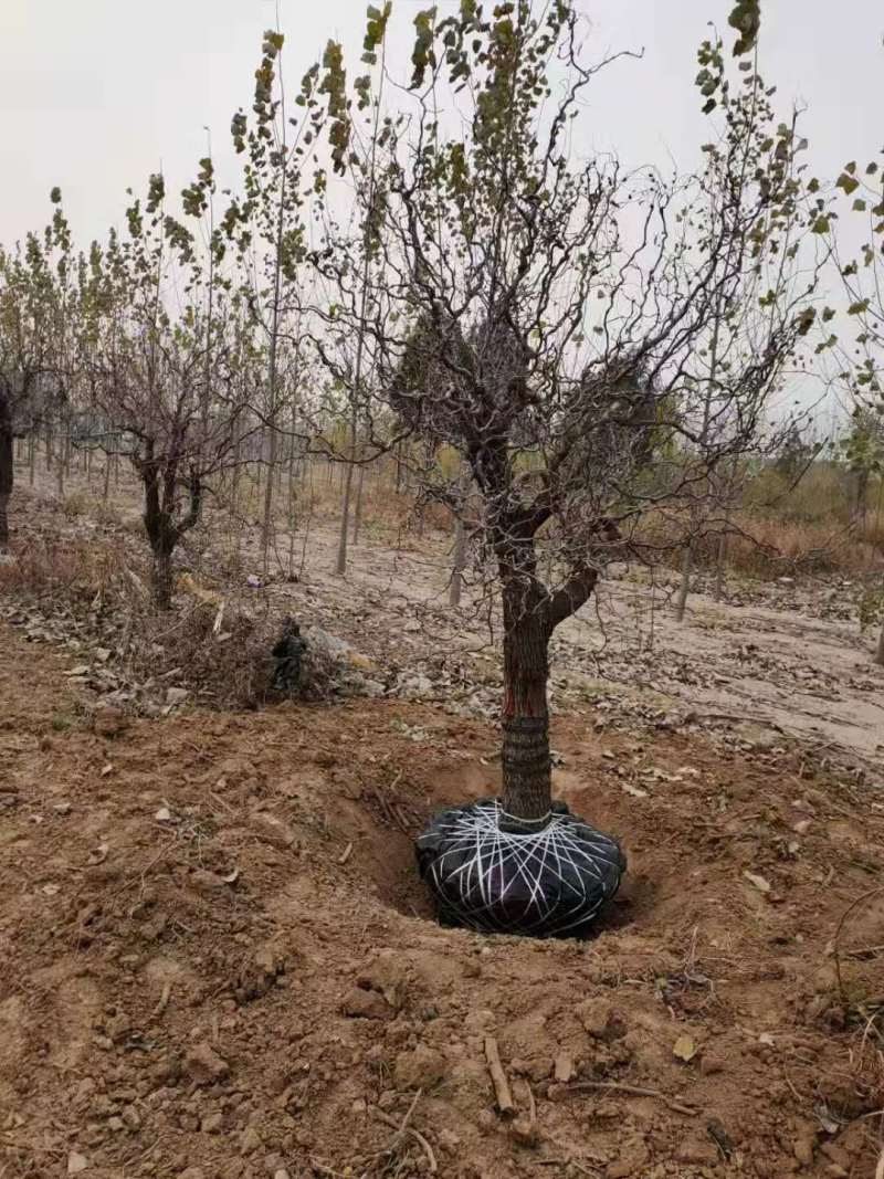 山东龙须枣树包活包结果基地实拍多规格品质保证欢迎咨询