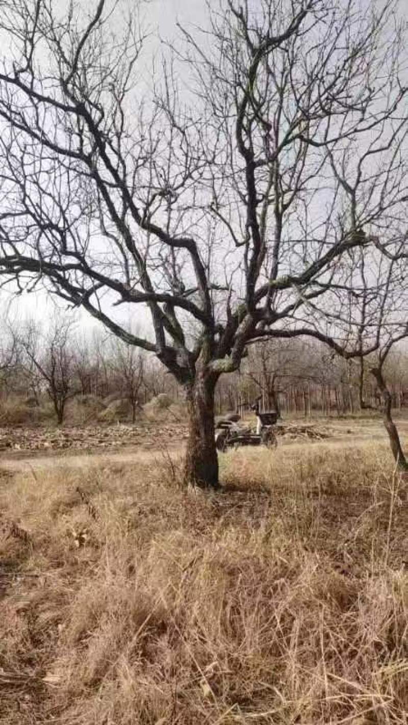 山东龙须枣树包活包结果基地实拍多规格品质保证欢迎咨询