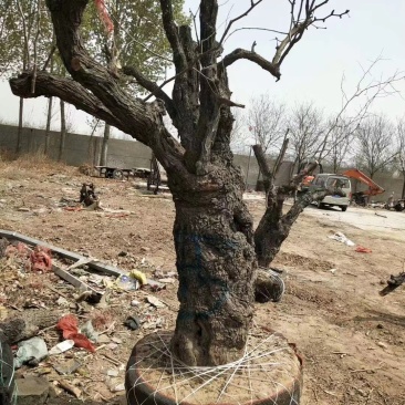 山东龙须枣树包活包结果基地实拍多规格品质保证欢迎咨询