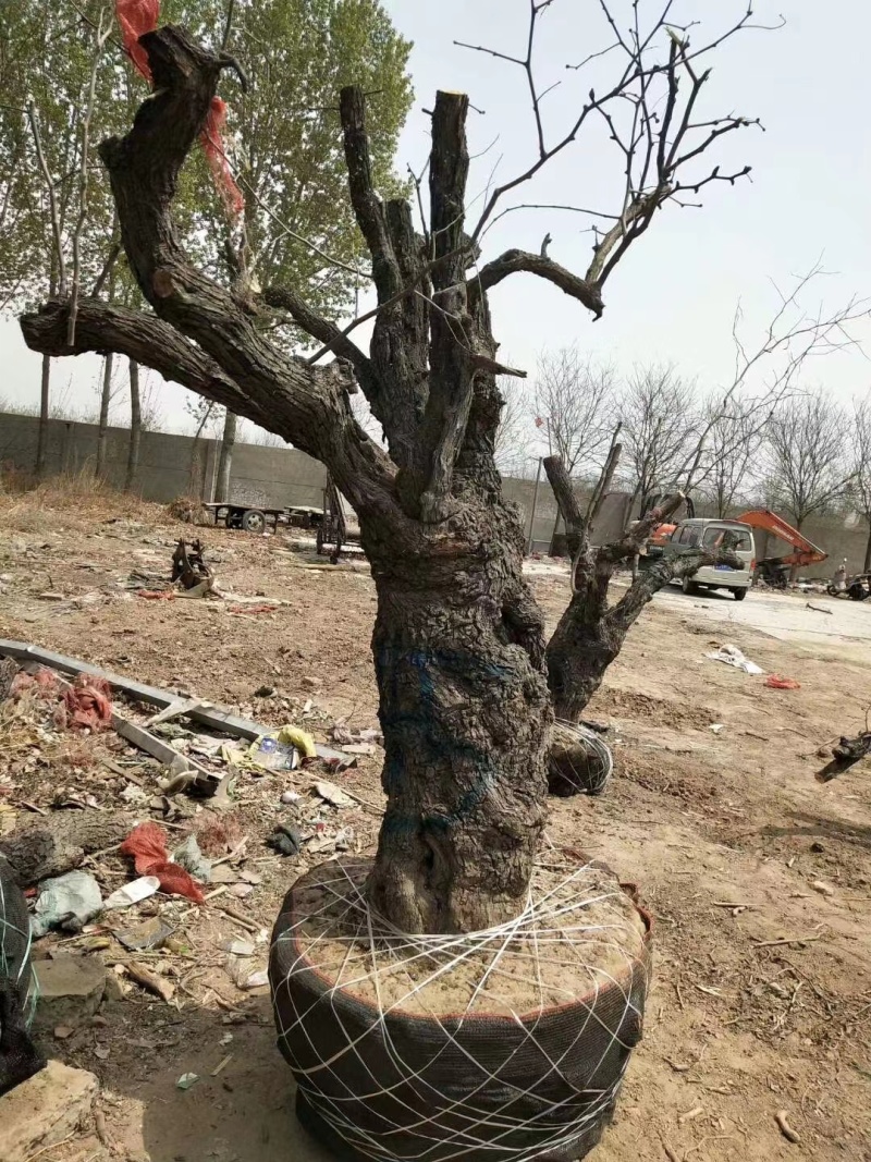 山东龙须枣树包活包结果基地实拍多规格品质保证欢迎咨询