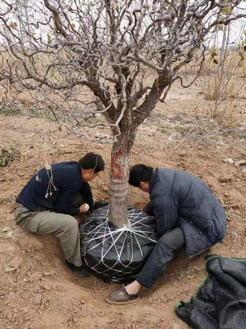 山东龙须枣树包活包结果基地实拍多规格品质保证欢迎咨询