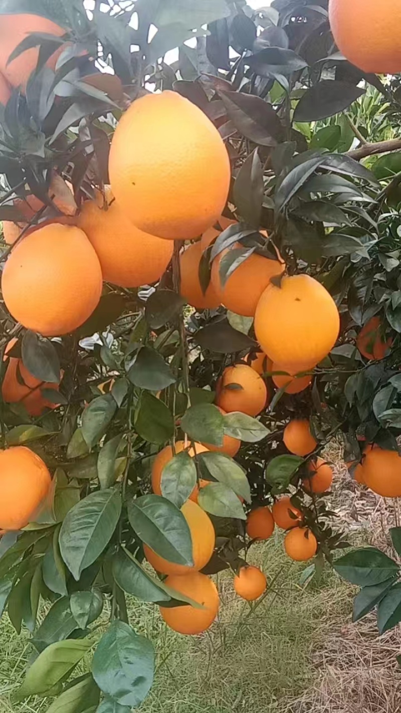 湖南脐橙产地发货，汁多清甜，品质优，糖度适宜