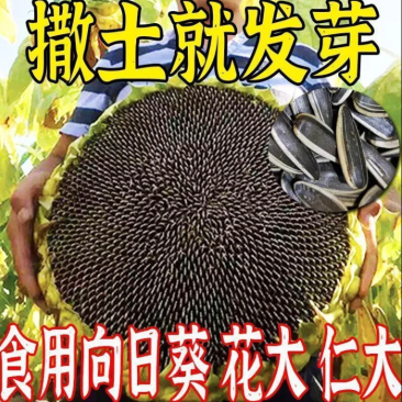 【籽大壳薄】大型食用向日葵种子高产瓜子种子大粒葵花籽阳台