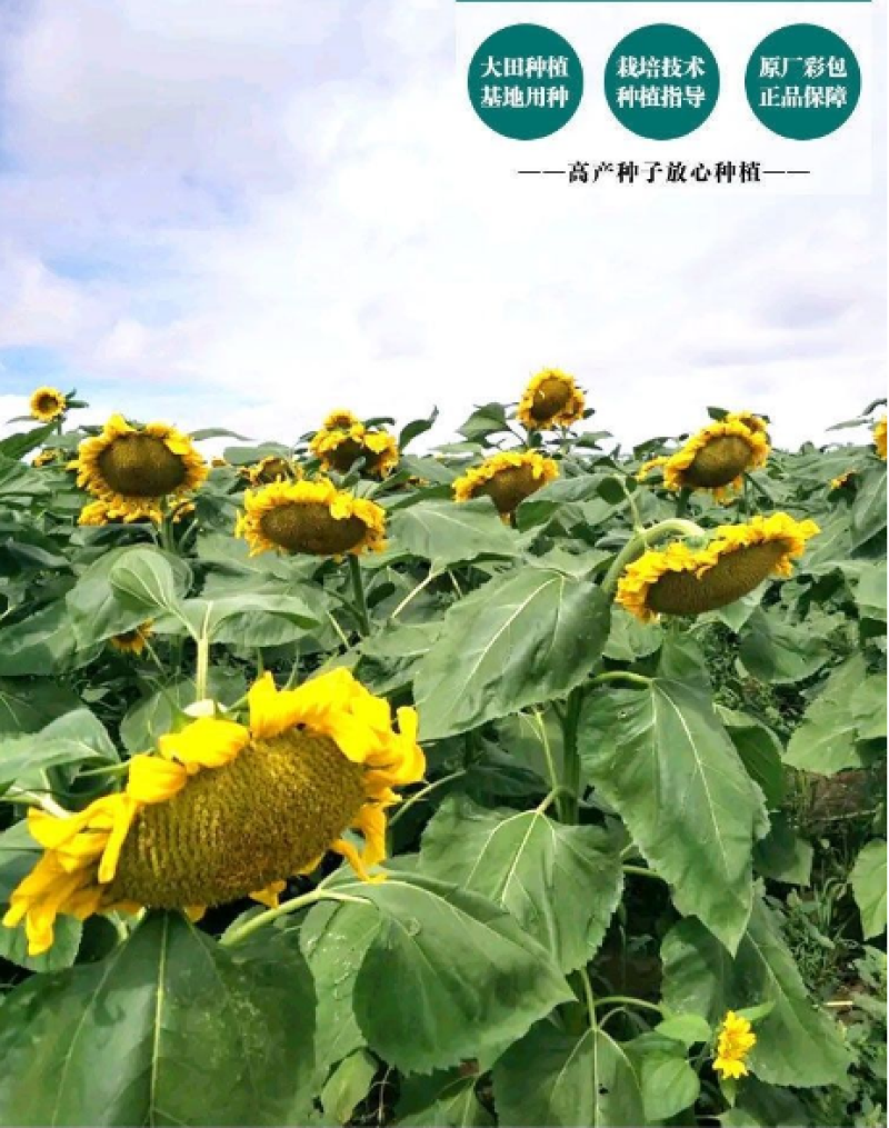 【籽大壳薄】大型食用向日葵种子高产瓜子种子大粒葵花籽阳台