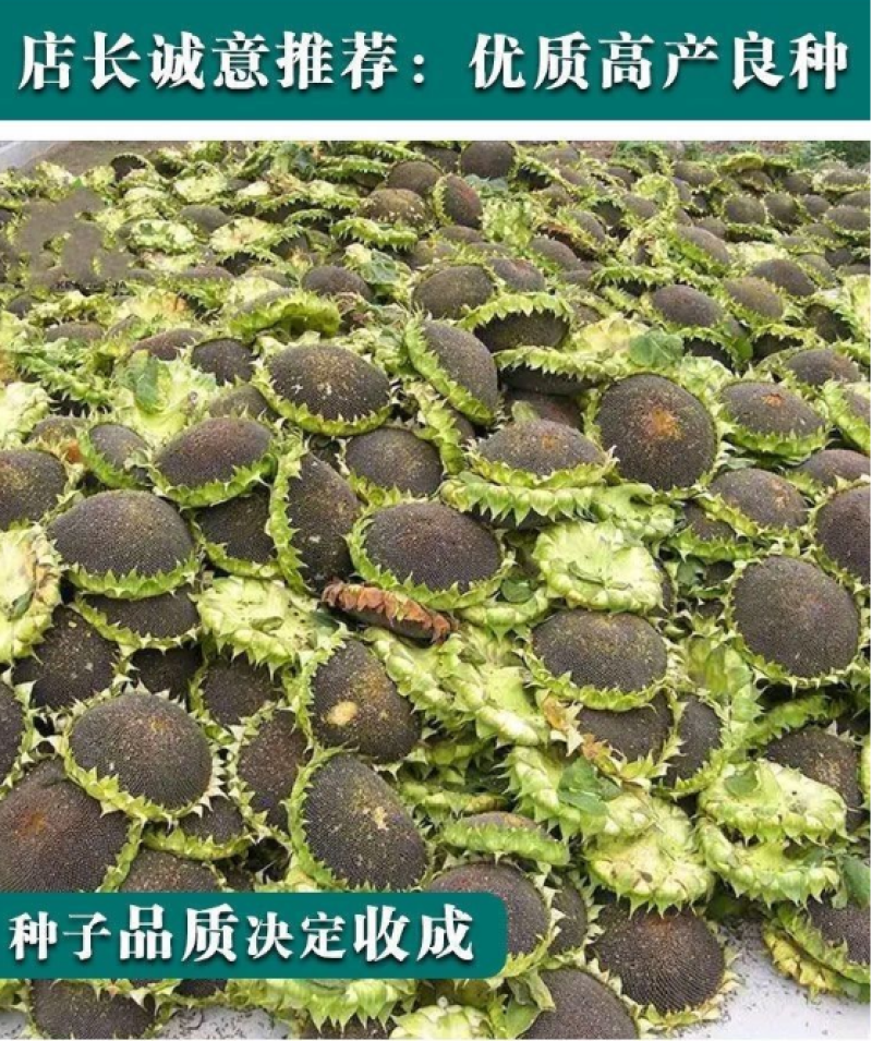 【籽大壳薄】大型食用向日葵种子高产瓜子种子大粒葵花籽阳台