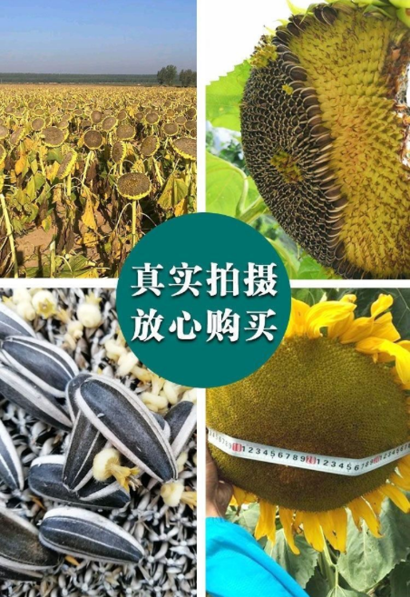 【籽大壳薄】大型食用向日葵种子高产瓜子种子大粒葵花籽阳台