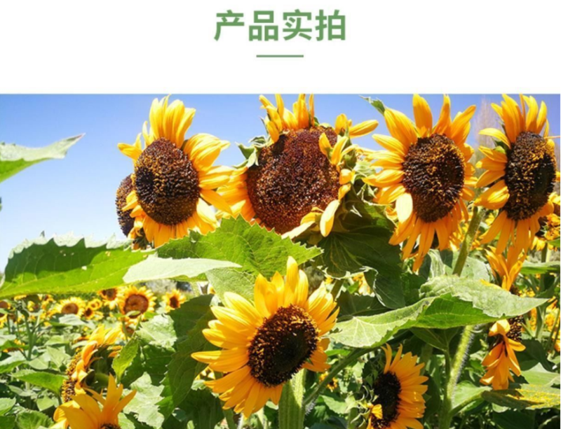 【籽大壳薄】大型食用向日葵种子高产瓜子种子大粒葵花籽阳台