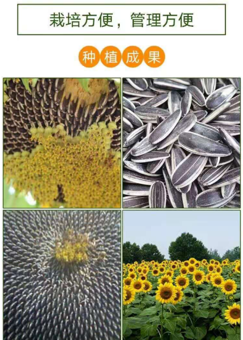 【籽大壳薄】大型食用向日葵种子高产瓜子种子大粒葵花籽阳台