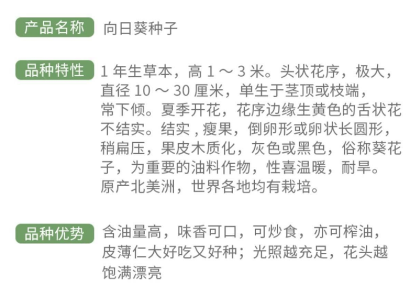 【籽大壳薄】大型食用向日葵种子高产瓜子种子大粒葵花籽阳台