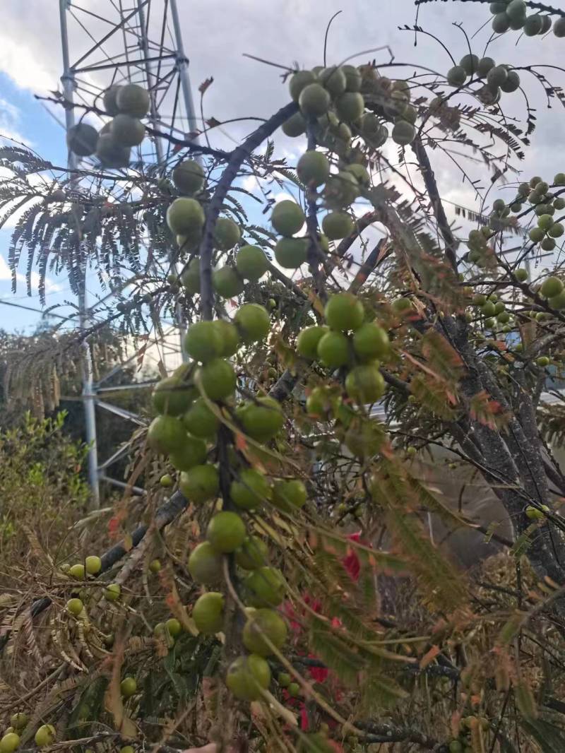 橄榄云南野生橄榄，可以视频看货价格优惠量大从优