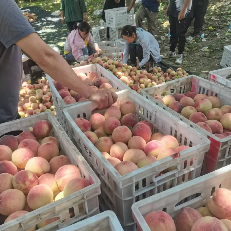 乐亭大棚毛桃大量上市产地直发质量保证一手货源欢迎订购