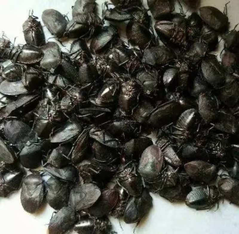 湖南大九香虫无硫无添加基地直发品质保证量大从优