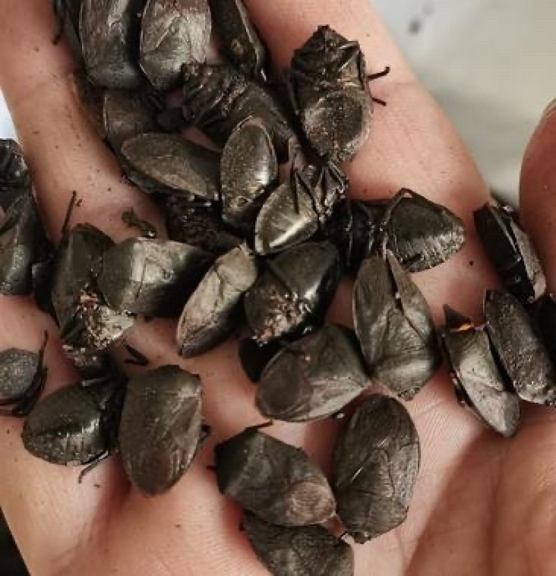 湖南大九香虫无硫无添加基地直发品质保证量大从优