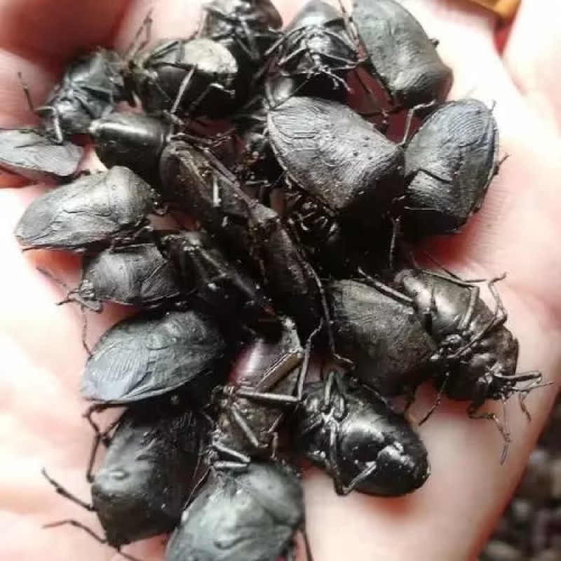 湖南大九香虫无硫无添加基地直发品质保证量大从优