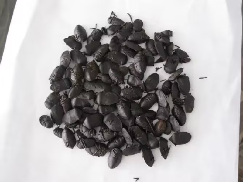 湖南大九香虫无硫无添加基地直发品质保证量大从优