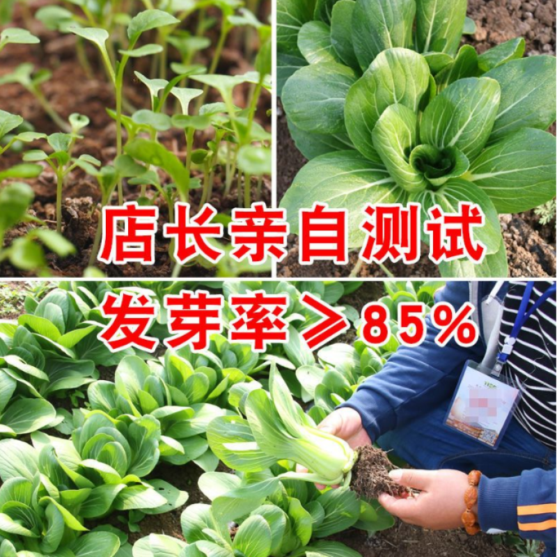 甜脆四九甜菜心种子早熟耐高温春秋四季超甜红菜苔种农家蔬菜