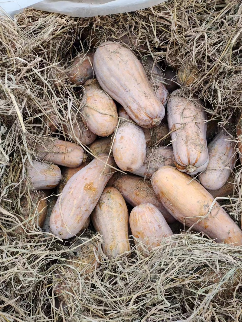 【精品推广】湖北公安县蜜本南瓜种植产地价格稳定全国发货
