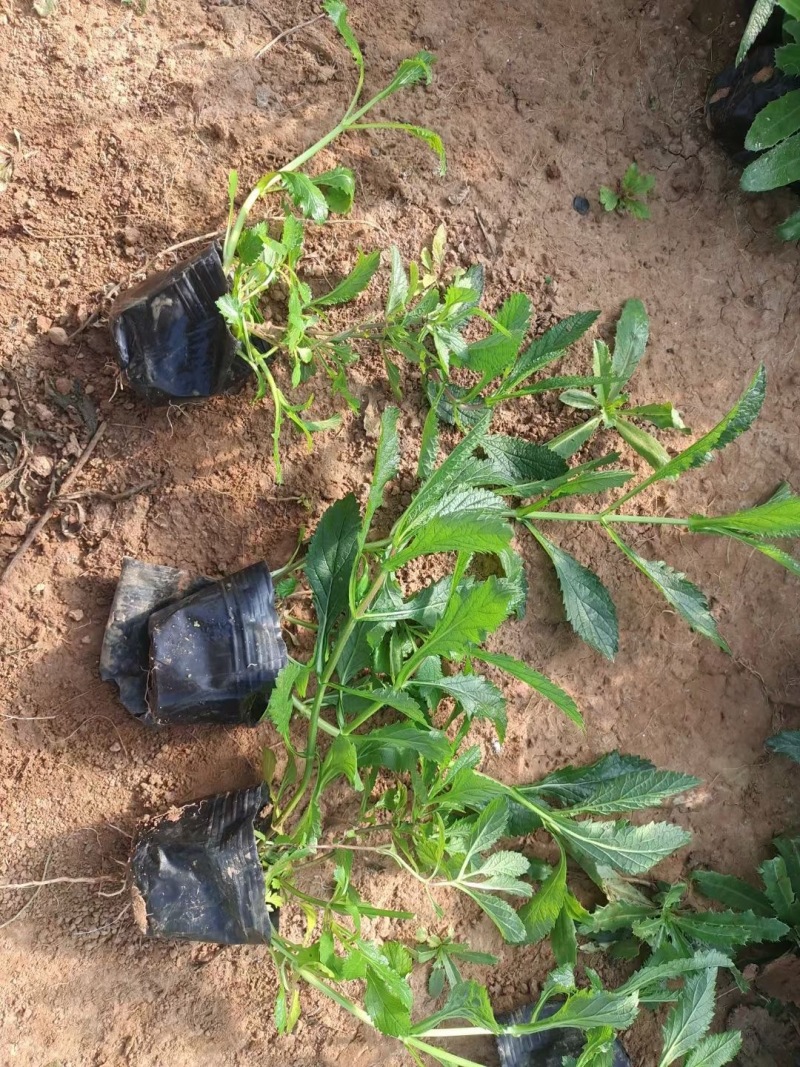 柳叶马鞭草山东基地直发一手货源大量供应精品马鞭草
