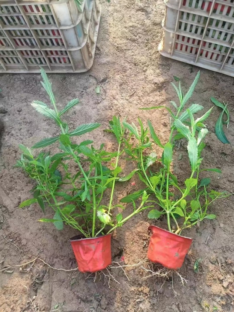 柳叶马鞭草山东基地直发一手货源大量供应精品马鞭草