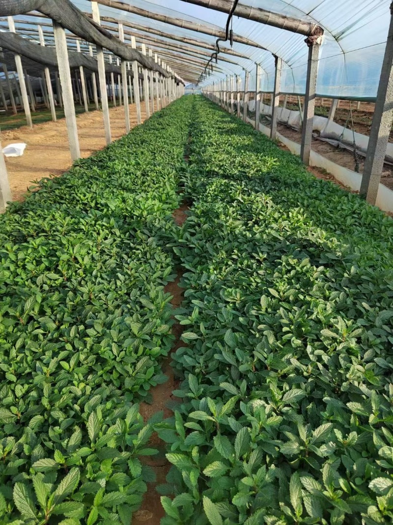 柳叶马鞭草山东基地直发一手货源大量供应精品马鞭草