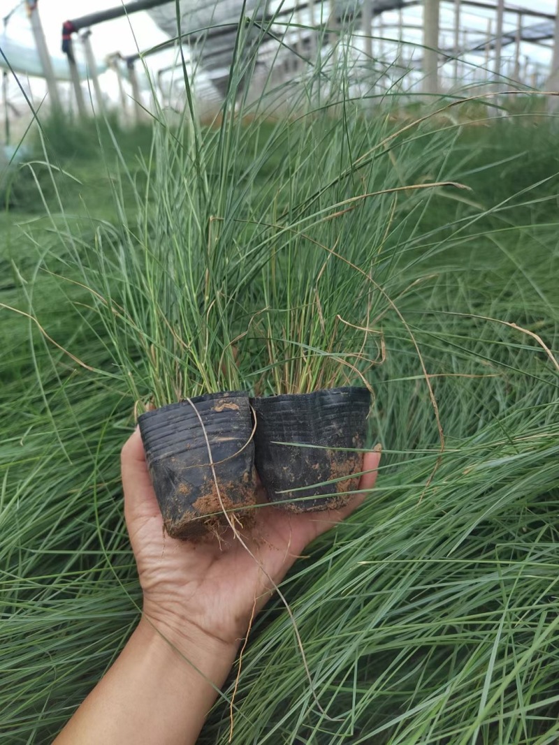 粉黛乱子草基地大量粉黛乱子草批发粉黛乱子草杯苗价格优惠